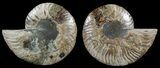 Polished Ammonite Pair - Agatized #51741-1